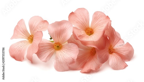 Pink Flower Composition - Isolated on White, Delicate Petals, Soft Light