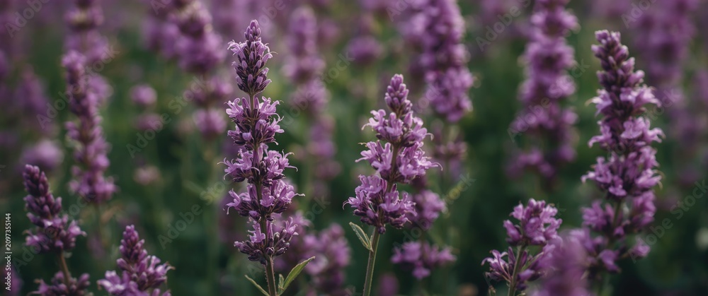 Fototapeta premium Lavender Flowers Blooming in a Field with Soft Purple Hues