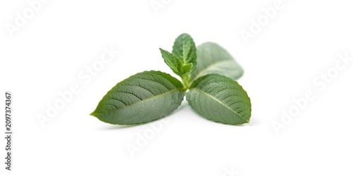 Herbal sage leaves placed on an unblemished white background with total depth of field