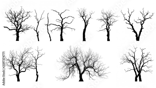 Silhouetted Bare Trees with Intricate Branch Patterns Isolated on White