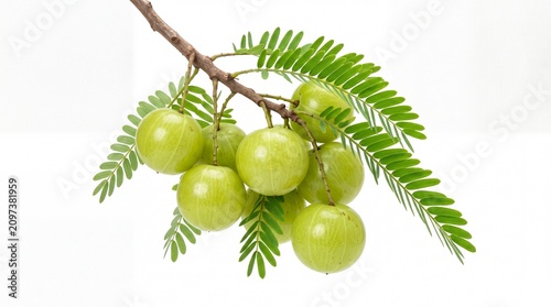 Fresh organic Indian gooseberry amla fruits hanging from a leafy branch isolated on white background