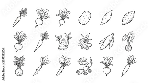 Hand drawn root vegetable icons, 18 organic farm food sketches. Minimalist black and white garden produce line art, rustic harvest vector set