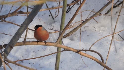 A bullfinch sits on a branch of a tree in winter