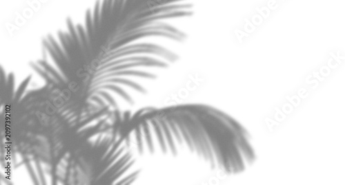 Bild auf Leinwand Soft shadow of tropical palm tree leaves cast on a surface creating a natural su