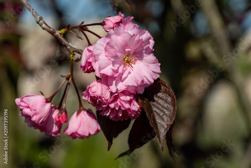 Close-up of branch Prunus 'Royal Burgundy' (Prunus serrulata) pink flowers in spring garden. Japanese cherry flowers as wallpaper background