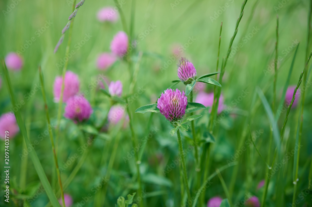 Fototapeta premium Blooming red clover (Trifolium pratense) in a summer meadow. Wild medicinal plants.