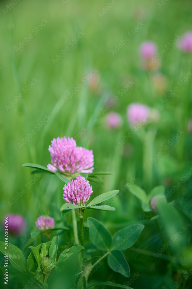 Fototapeta premium Blooming red clover (Trifolium pratense) in a summer meadow. Wild medicinal plants.
