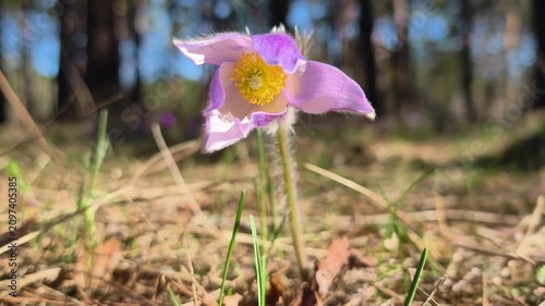 Beautiful purple flower in wood. Pulsatilla patens pasque flower or prairie crocus. Pulsatilla patens is a species of flowering plant in the family Ranunculaceae. Flower is listed in the Red Book