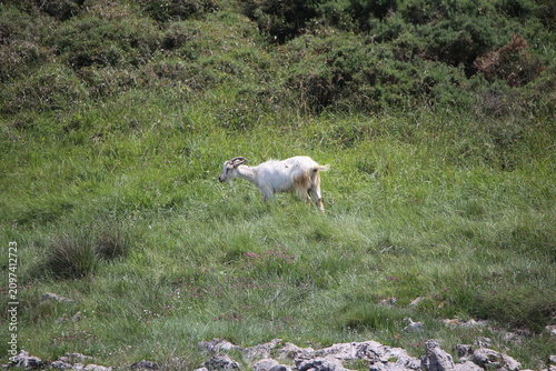 Caballo
