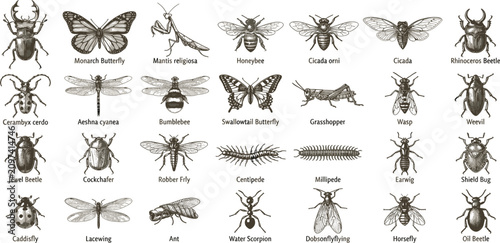 Принти на полотні Comprehensive Insect and Bug Species Icon Set Featuring Detailed Vintage Sketch Vector Graphics for Biology Education Entomology and Nature Designs
