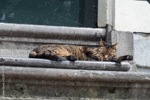 Relaxed tabby cat lying and sleeping on weathered stone steps outside a building.