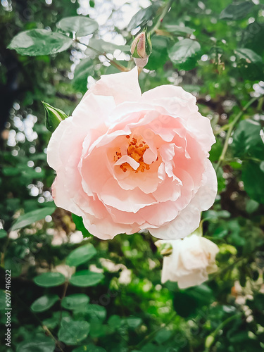 A pink rose blooms in the garden. Close-up, vertical photo.