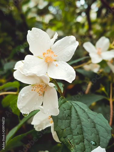 White fragrant flowers of garden jasmine. Close-up, beautiful natural background. Vertical photo.