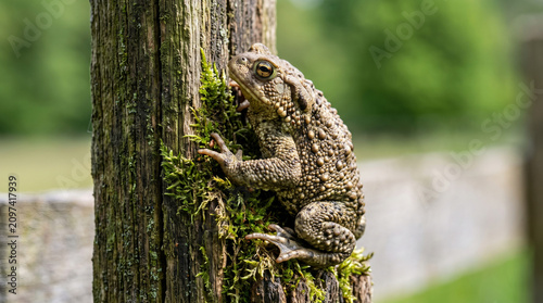 Large bumpy brown toad climbing on a mossy wooden fence post