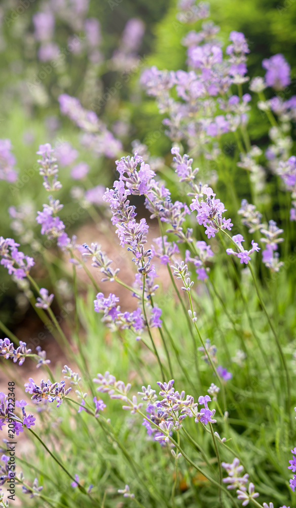 Obraz premium Blooming lavender flowers in a field with soft natural light. Purple floral background. Selective focus.