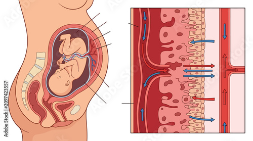 Pregnancy Anatomy Diagram featuring fetus in womb with placental blood circulation detail, ideal for medical education and prenatal health articles.