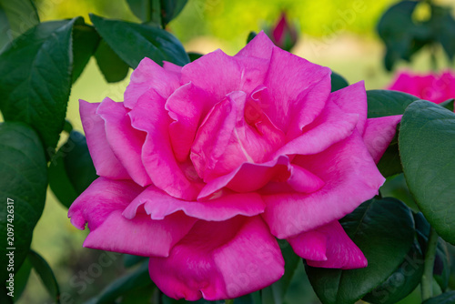 pink rose flower