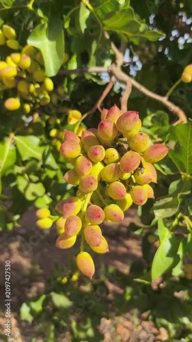 Pistacho en racimo de drupas