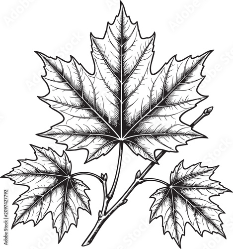 Maple Leaf Botanical Engraving Vector Set - Hand Drawn Autumn Nature Leaf Illustration, Vintage Botanical Line Art Collection .