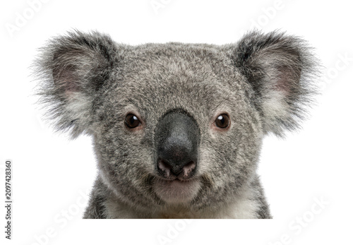 Photography Adorable koala theme Cute koala design Studio bear theme Gray koala design Fluff