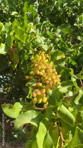 Pistacho en drupas madurando al sol