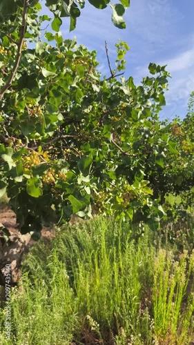 Arbol pistachero con drupas madurando en mes de julio