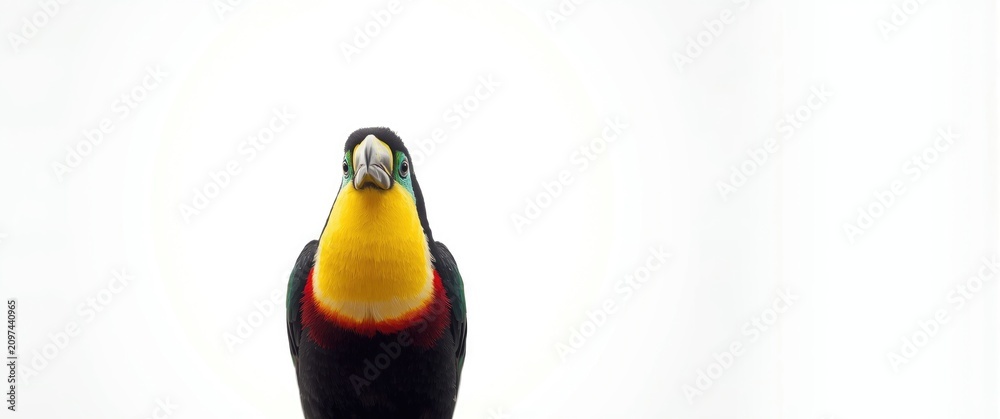 Obraz premium Colorful Toucan Facing Forward on White Background with Bright Features