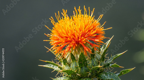 Blooming orange safflower with green spiky bracts macro