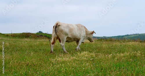 Cow Grazing in a Grassy Field: A lone white cow with a docile demeanor wanders through a vast, undulating green meadow, its head bowed as it grazes on the abundant vegetation.