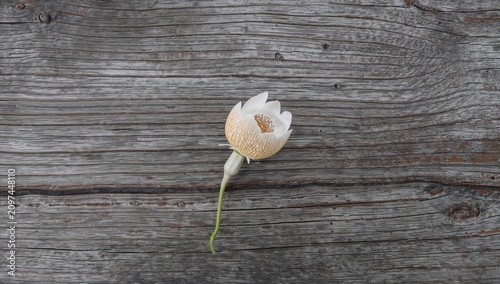 White Flower on Wooden Surf...