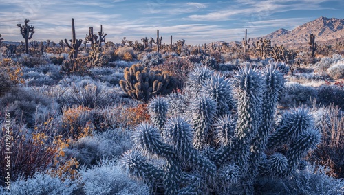 Cacti Landscape in Desert T...