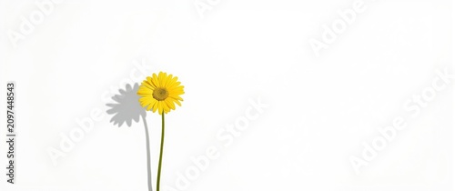 Yellow Flower with Shadow I...