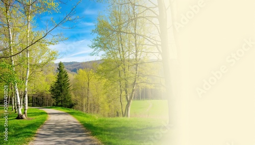 Winding Pathway Through Lus...