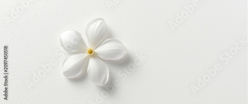 White flower with delicate ...