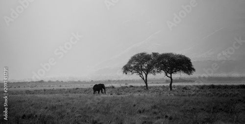 Canvas Print Natural habitat of animals in Africa