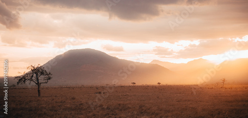 Photography Natural habitat of animals in Africa