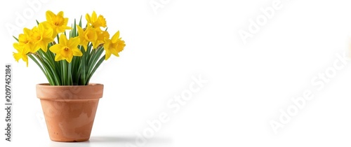 Yellow Daffodils in Terraco...