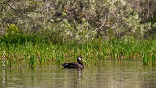 Dabbling Duck Swimming in C...