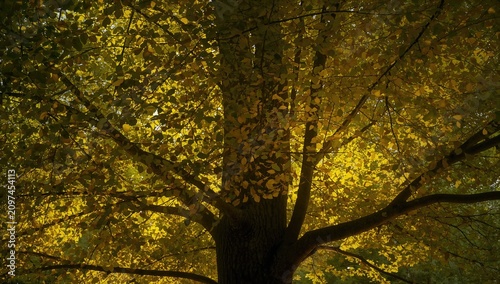 Majestic Tree with Golden L...