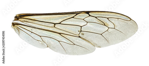 Cuadro en lienzo Detailed insect wing theme Translucent bee wing design Intricate macro wing them