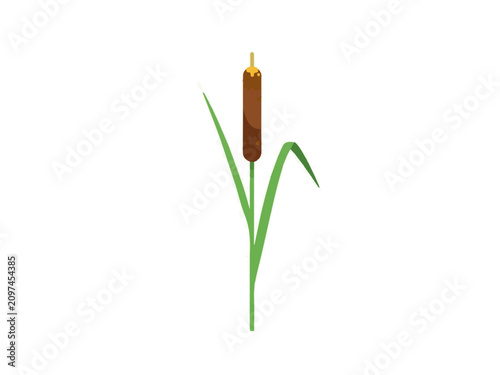 Isometric Low Poly Cattail Stalk with Green Leaves Isolated on White Background for Wetland Design