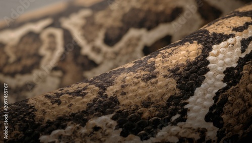 Closeup of Python Skin Text...