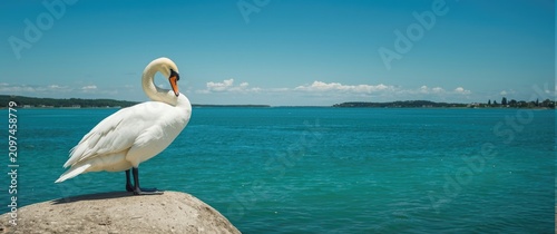 Elegant Swan Standing on Ro...