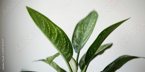 Green houseplant leaves aga...