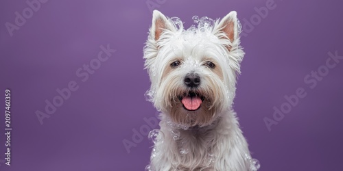 Playful Dog with Bubbles on...
