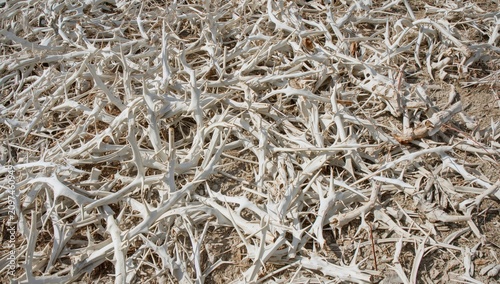 Scattered Dry White Coral F...