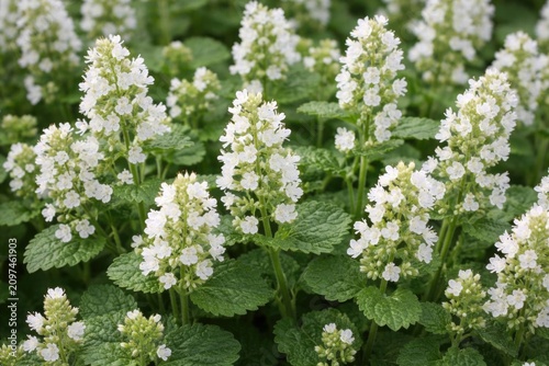White Flowering Herb Garden...