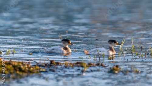 Ducks Swimming in Calm Wate...