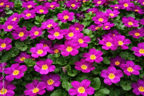 Vibrant Pink Flowers in Ful...