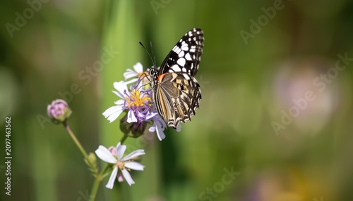 Butterfly Feeding on Wildfl...